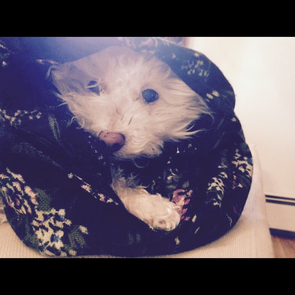 Meet your Posher, Janice